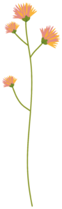 11 goudsbloem